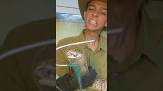 Puff Adder Fangs [upl. by Jeri719]