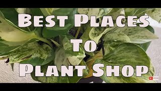 Best Places to House Plant Shop Online Importers amp Big Box Stores Best Places to Buy HousePlants [upl. by Ater133]