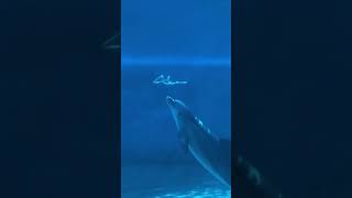 Dolphin fish enjoy shortvideo shortvideo shortsfeed [upl. by Ahsienal]