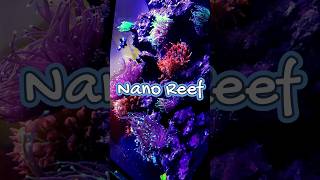 I Built a Thriving LPS Coral Reef Tank in Just 30 Days  20 Gallon Nano Cube Success [upl. by Nicram]