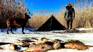 Ice Fishing  Carp Fishing in Frozen Lake Winter Camping with My Dog Nature Documentary Asmr [upl. by Nbi]