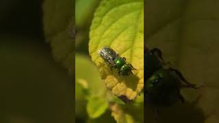 A cuckoo wasp resting in the heat of the day [upl. by Odla899]