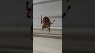 Massive araneus diadematus European garden spider wildlife love arachnid viralvideo vlog [upl. by Annia156]