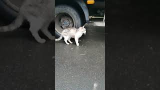 車に轢かれてお腹から血が出ている動物愛護協会の猫に抗生物質を与えています。犬やカラスにいじめられているので毎日来て守っています。 [upl. by Ofori189]