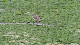 Zilverplevier Grey plover Kiebitzregenpfeifer Pluvier argenté [upl. by Jodi282]