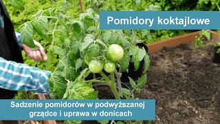 Pomidory koktajlowe  sadzenie i uprawa w donicach Uprawa pomidorów na balkonie [upl. by Nivek]