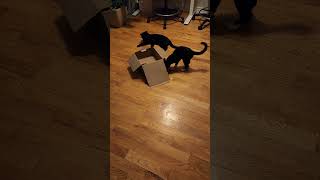 Cats love boxes [upl. by Noyes]