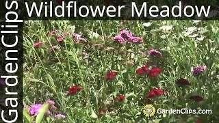 Gardening w Wildflowers  How to plant and maintain a wildflower meadow  North American Wildflowers [upl. by Hanan]