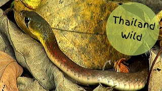 Rednecked Keelbacks  Rhabdophis siamensis ex subminiatus งูลายสาบคอแดง Hunting in Thailand [upl. by Faucher]