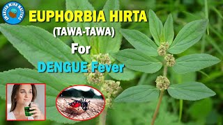 The Health Benefits of Tawatawa  Euphorbia Hirta  Another Potent Herb To Fight Dengue Fever [upl. by Boehike]