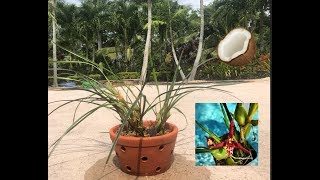 Repotting Maxillaria Tenuifolia in Clay Pot Coconut Orchid Slow Release Fertilizer [upl. by Assilav48]