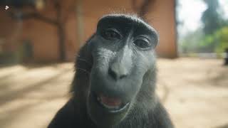 Black Macaque Looking At Camera And Smiling  4K  Music [upl. by Shevlo]