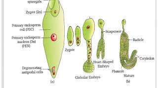 Lecture No 35 Early Development Of Plant Body In Capsella Bursa Pastrosis [upl. by Javier]