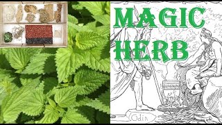 Stinging Nettle History and Traditional Use [upl. by Maupin]