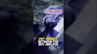 This Boy Fell into a Cage with Gorillas shortvideo shorts gorilla zoo animals [upl. by Ahsieker]