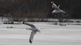 RING BILLED GULL [upl. by Leirea]