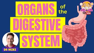 Organs of the Digestive System [upl. by Lledroc]