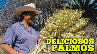 FLOR de Izote PALMOS una RECETA DELICIOSA para esta CUARESMA [upl. by Palm882]