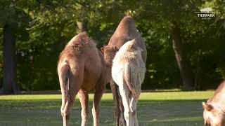 Dromedare im herbstlichen Tierpark Berlin  Dromedaries at Tierpark Berlin [upl. by Norat527]