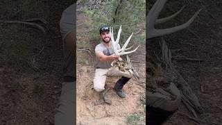 Big Mule Deer Head sheds deadhead shedhunting [upl. by Salokkin170]