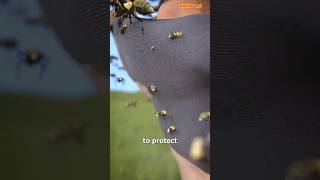 DescriptionHow To Survive A Swarm Of Bees😱 shorts [upl. by Lorie]