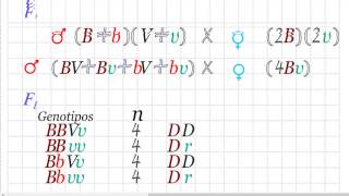 Problemas de genética cruce dihibrido de la forma AaBb x AAbb [upl. by Dodson]
