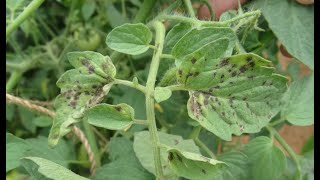 Black Spots on Tomato Leaves Causes and Solutions [upl. by Wilber624]