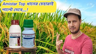 Amistar Top ধানে কখন কেন কিভাবে ব্যবহার করবেন  Syngenta Amistar Top [upl. by Arekat]