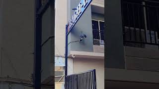 Pigeons 🐦 fight 😁 funny comedy ytshorts [upl. by Tankoos]