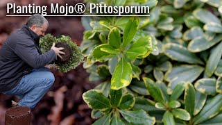 Planting Mojo® Pittosporum  Great Dwarf Variegated Evergreen [upl. by Eatnoled]