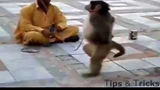 FASCINATING cute smart monkeys doing intelligent things [upl. by Trude]