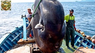 Sunfish Cutting Master How the chef cuts and prepares a 2ton Sunfish  Emison Newman [upl. by Ocram871]