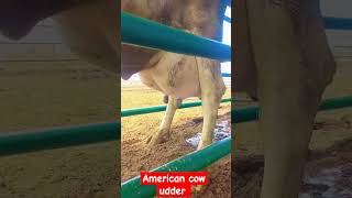 American cow udder shorts viralvideo [upl. by Arlo]