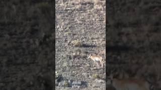 Good Pronghorn buck from this evening [upl. by Milurd]