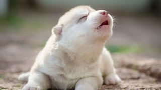 Cute Puppies Howling Compilation 2016 Cuteness Overload [upl. by Eastman]