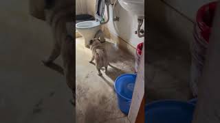 Bucket check korchen 🥸 trending ilovemypug cute doglover funny shorts viralvideo [upl. by Godiva]