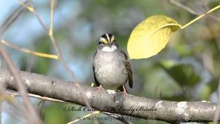 WHITE THROATED SPARROW just sitting pretty Zonotrichia albicollis [upl. by Lua]