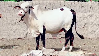 BEAUTIFUL BULL I QURBANI 2025 I BAKRA EID KARACHI [upl. by Eigna]