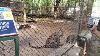 Gwalior Zoo vlog 2024😱😱 Leopard 🥰 Part15 [upl. by Nnylirret]