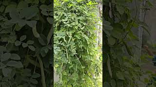 Clitoria ternatea plant ☘️☘️ music శంకం పువ్వు [upl. by Hanforrd]