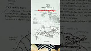 November 9 2024 phylum Arthropoda practical fail in prown ghinga [upl. by Aloap]