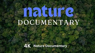 Experience the Wild Stunning 4K Nature Documentary🌲🌳☘️ [upl. by Ahseryt]