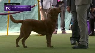 Retrievers Chesapeake Bay  Breed Judging 2023 [upl. by Adikram93]