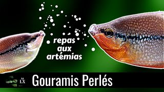 MES GOURAMIS SONT FOUS DARTÉMIAS [upl. by Nollid]