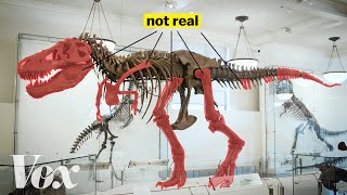 How scientists solved this dinosaur puzzle [upl. by Coppinger]