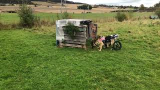 Reign the paralyzed German Shepherd works her muscles at dog park IVDD Dog Diary October 14th 2024 [upl. by Lukasz466]