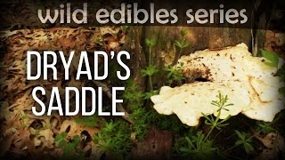 Dryads Saddle aka Pheasantback  Wild Edibles Series [upl. by Lansing89]