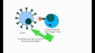 humoral antibody mediated immunity [upl. by Adnilasor]