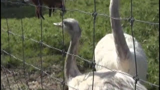 Le nandou  lemeu  lautruche  La Ferme Couderc  Vallérargues Gard France [upl. by Aleyak118]