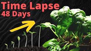 Watch SPINACH Grow From Seed to Harvest in TIMELAPSE [upl. by Nyvar]